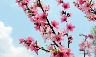 描写桃花的诗句有哪些